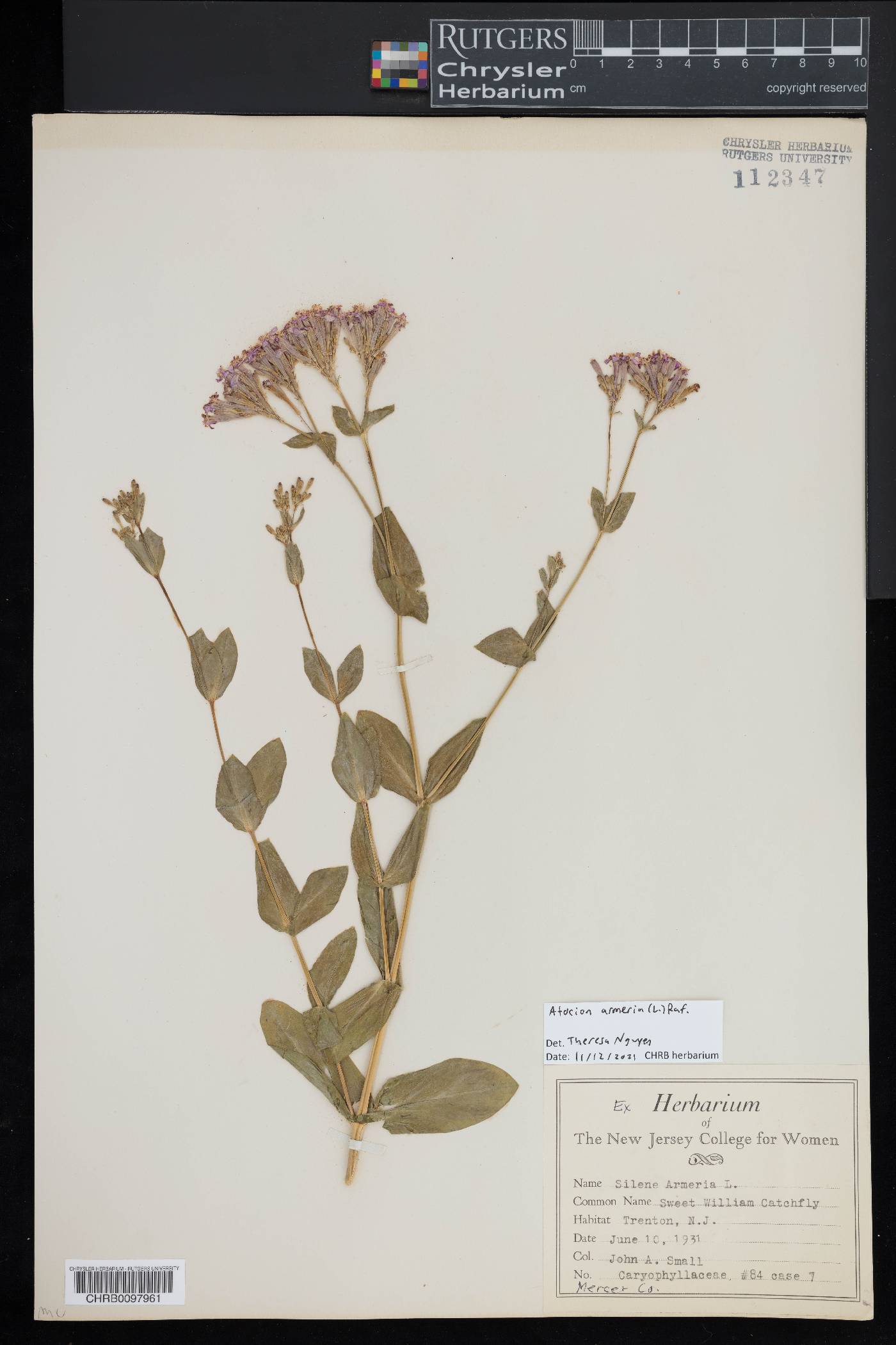Atocion armeria image