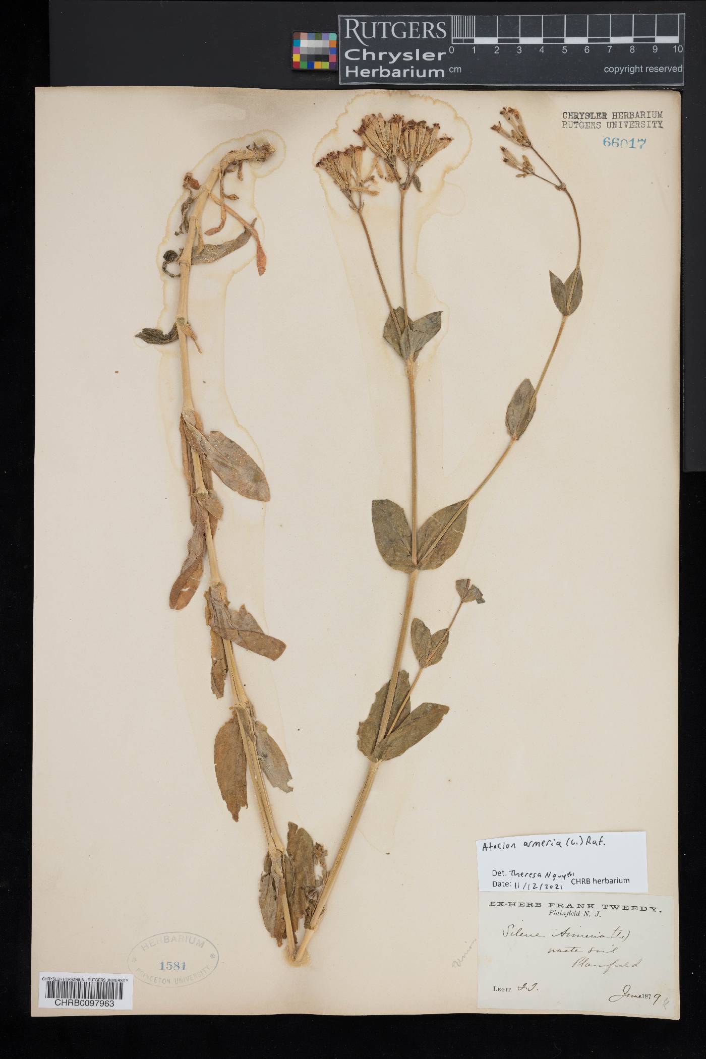 Atocion armeria image