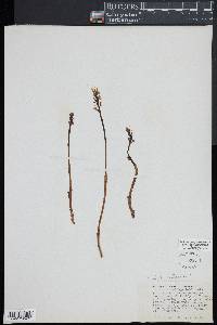 Corallorhiza trifida image