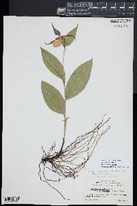 Cypripedium parviflorum var. parviflorum image
