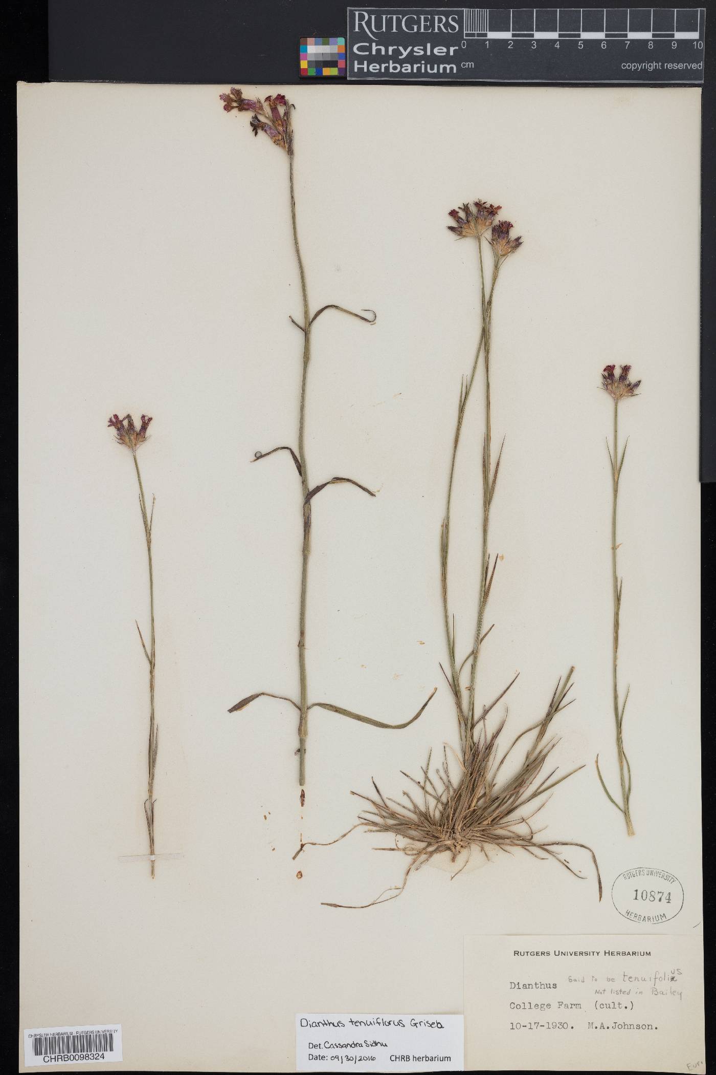 Dianthus tenuiflorus image