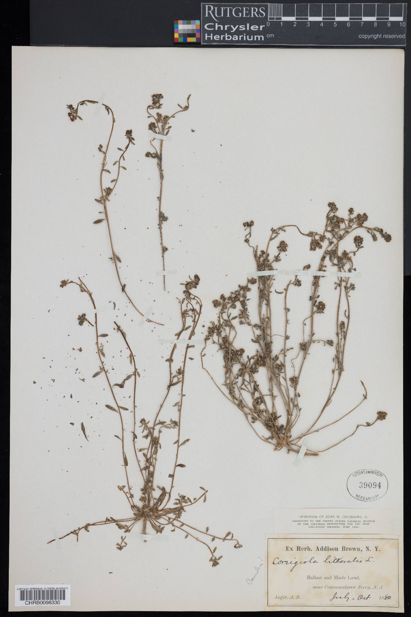 Corrigiola litoralis image