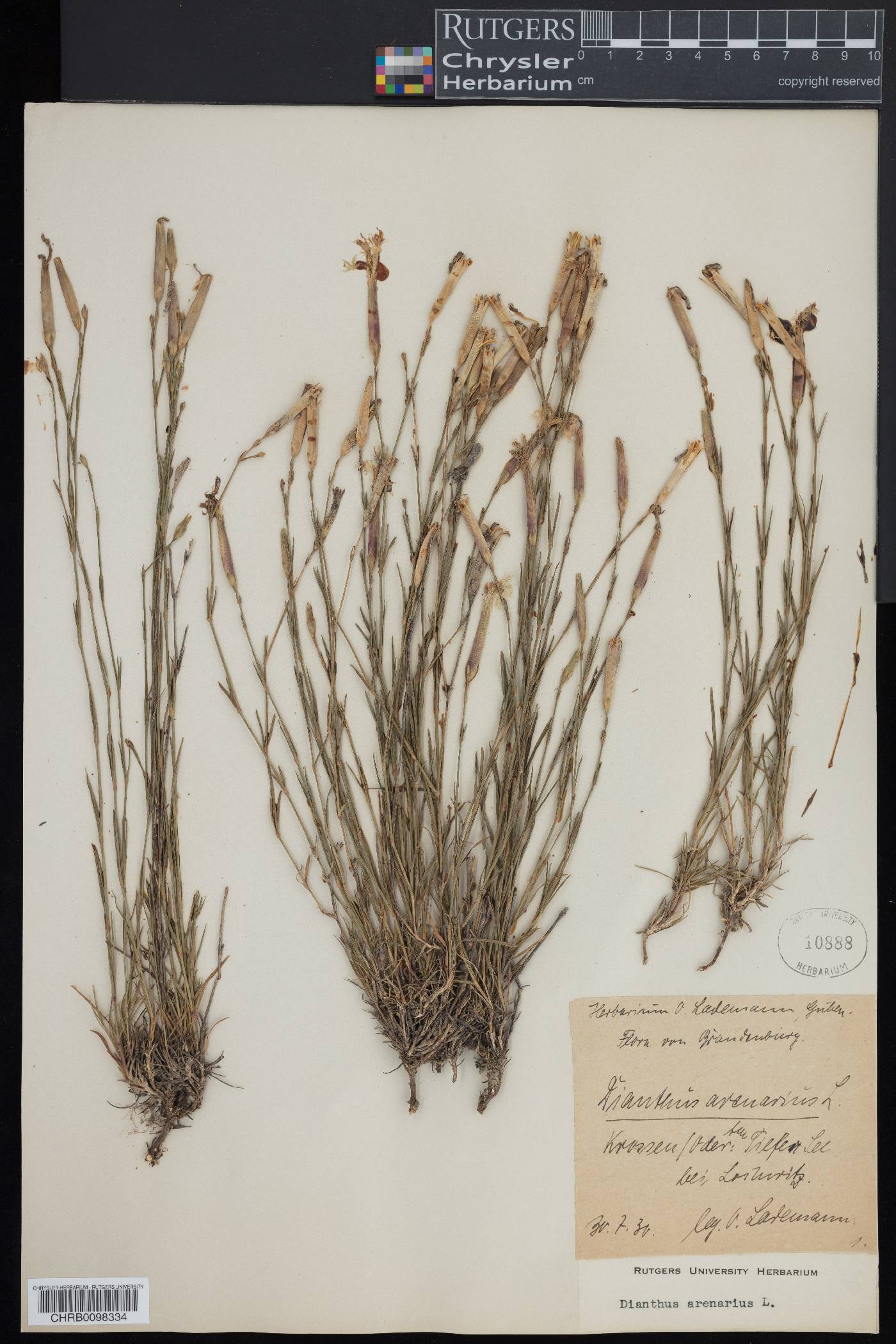 Dianthus arenarius image