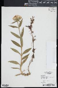 Dianthus barbatus image