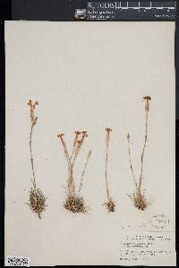 Dianthus caryophyllus image