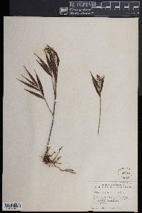 Elleanthus tonduzii image
