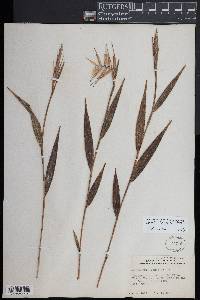 Elleanthus lancifolius image
