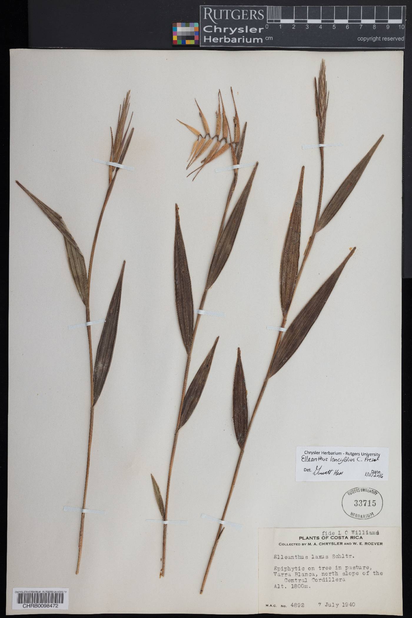 Elleanthus lancifolius image