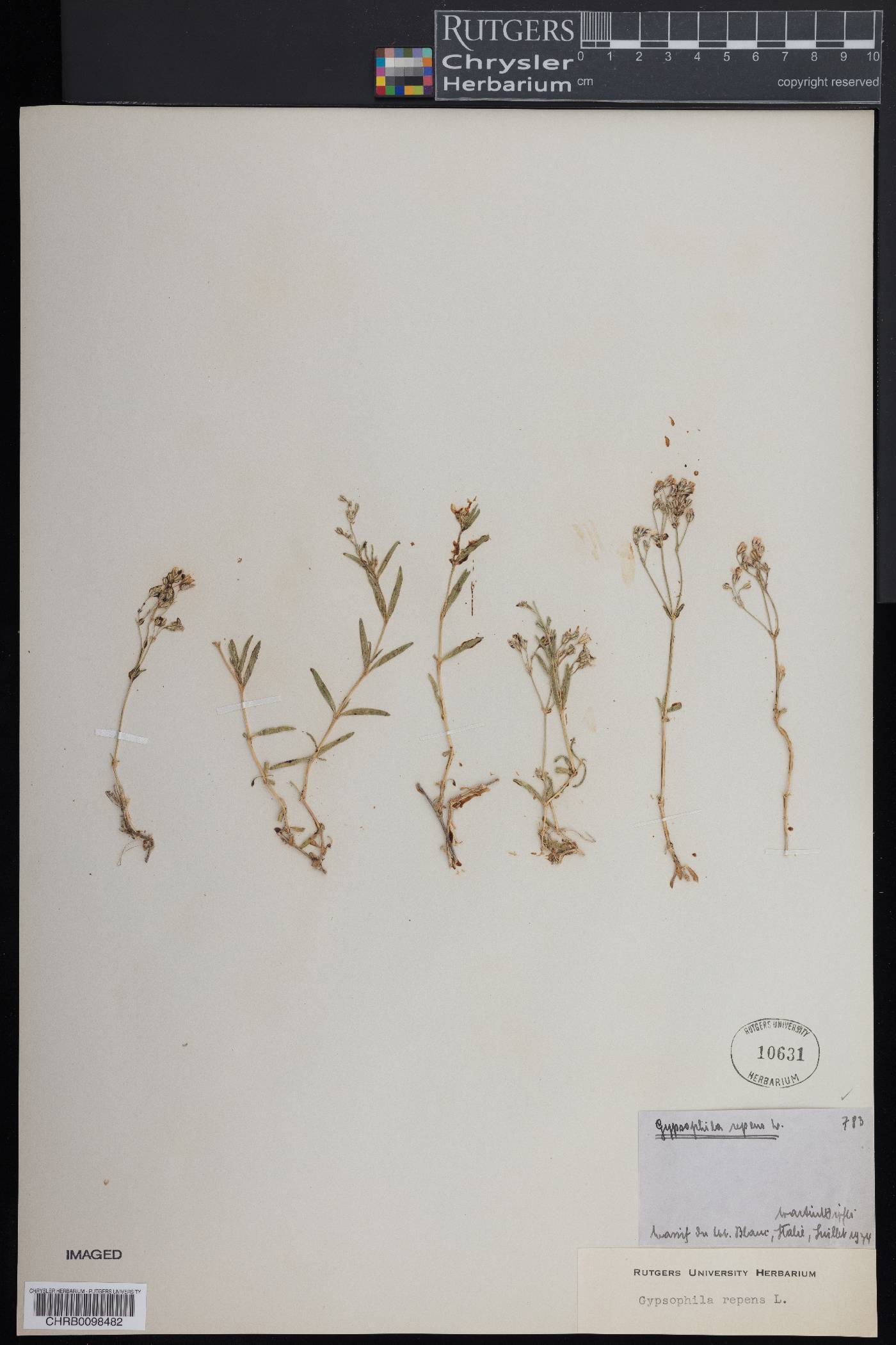 Gypsophila repens image