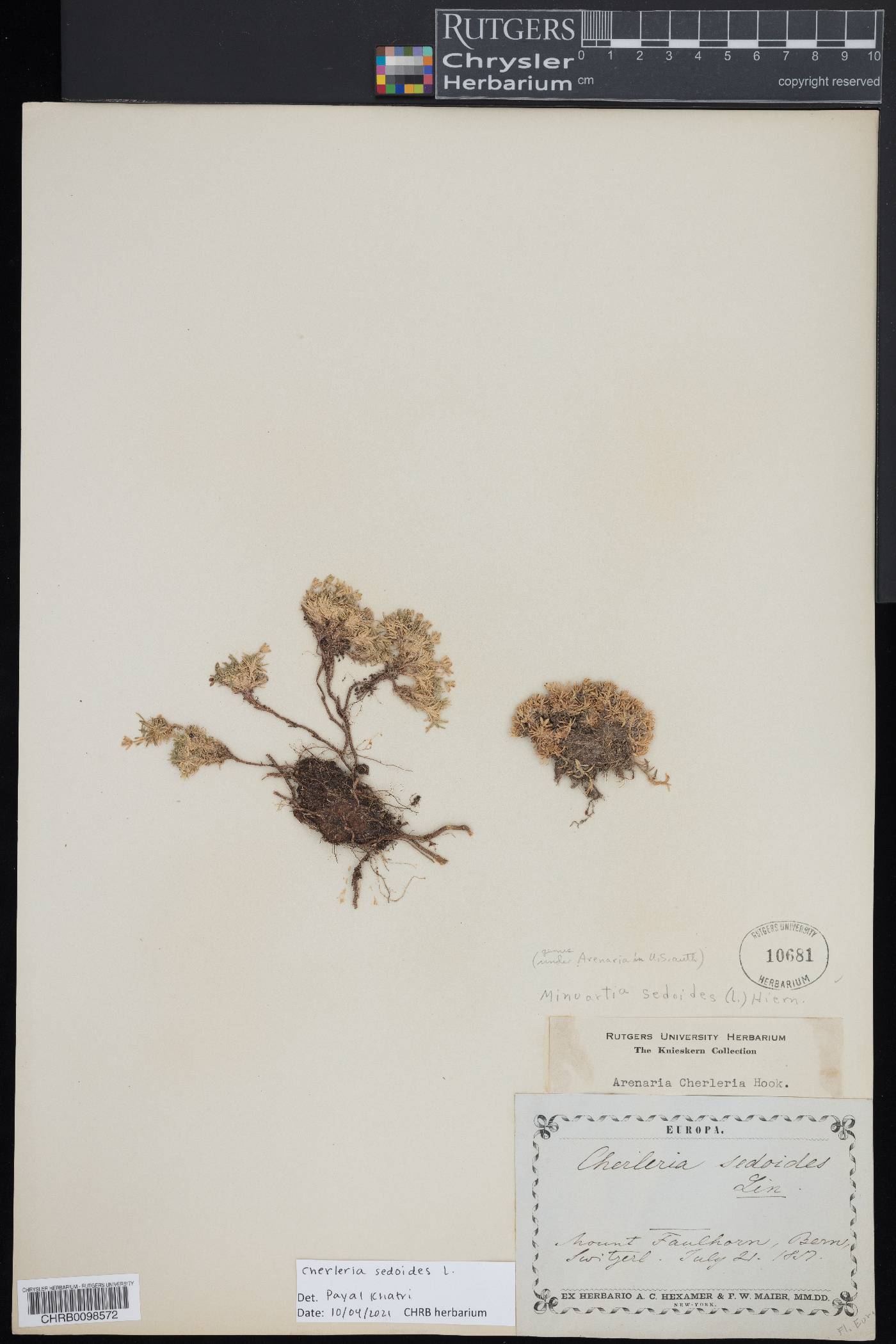 Cherleria sedoides image