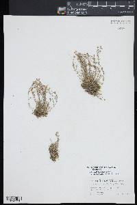 Sabulina rubella image