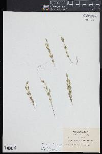 Moehringia lateriflora image