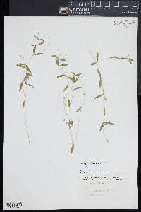 Moehringia lateriflora image