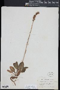 Goodyera pubescens image