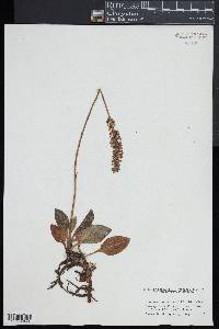 Goodyera pubescens image