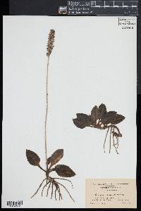 Goodyera pubescens image