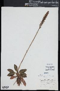 Goodyera pubescens image