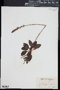 Goodyera pubescens image