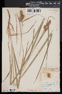 Carex typhina image