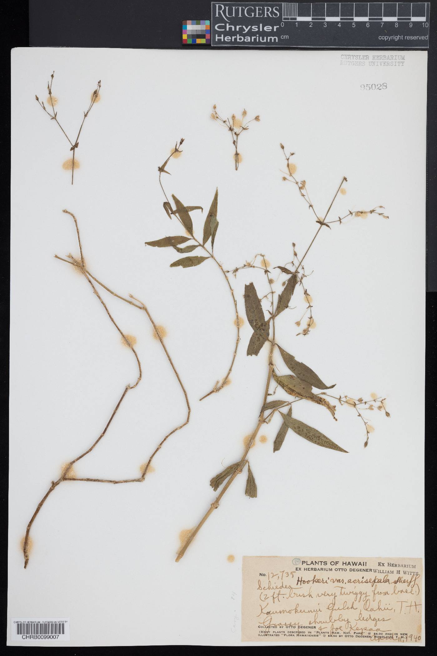 Schiedea hookeri var. acrisepala image