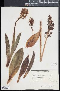 Orchis purpurea image