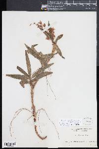 Pinalia philippinensis image