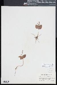 Listera convallarioides image