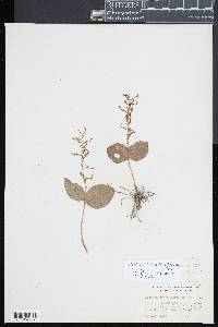 Listera convallarioides image