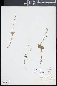 Listera cordata image