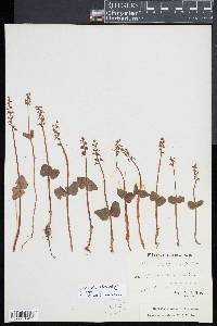 Listera cordata image