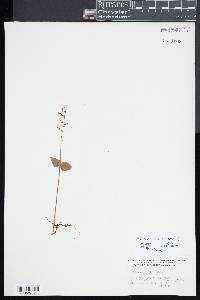 Listera ovata image