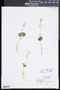 Listera ovata image