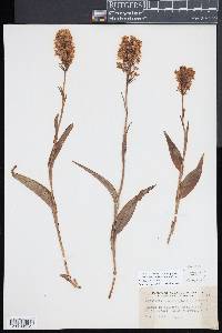 Platanthera blephariglottis image