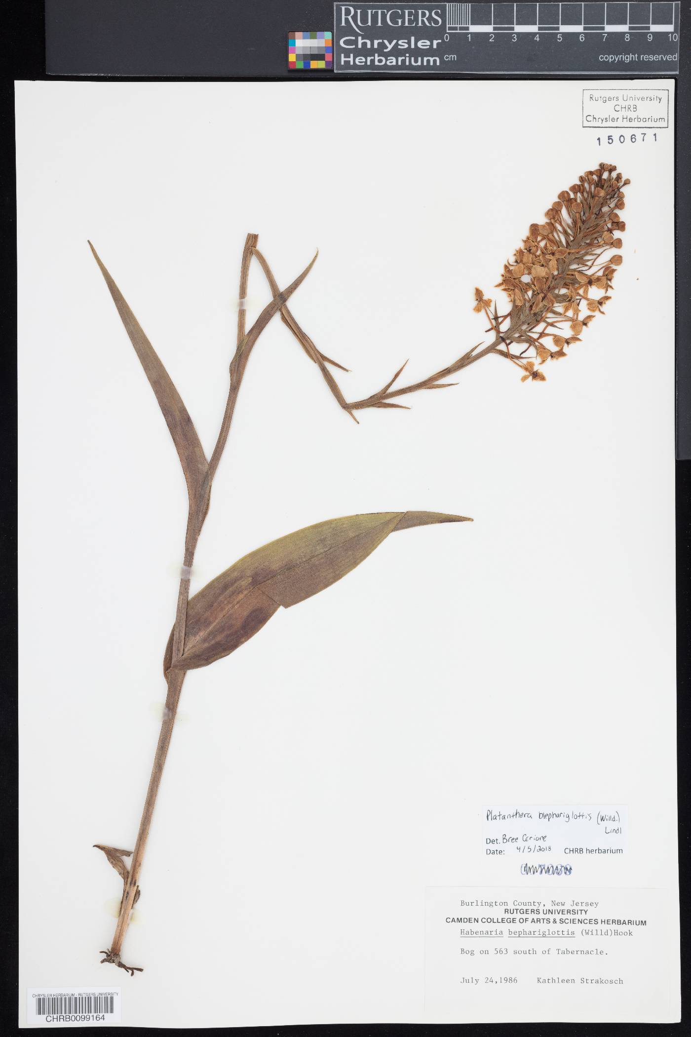 Platanthera blephariglottis image
