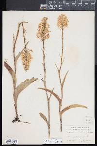 Platanthera blephariglottis image