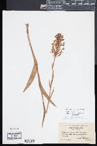 Platanthera blephariglottis image