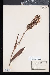 Platanthera blephariglottis image