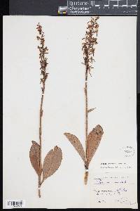 Platanthera chlorantha image