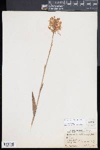 Platanthera ciliaris image