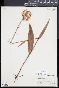 Platanthera ciliaris image