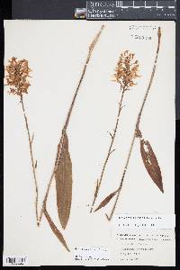 Platanthera ciliaris image