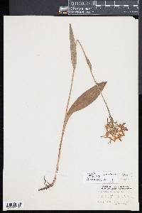 Platanthera ciliaris image