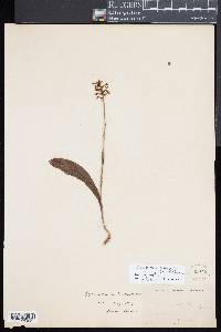 Platanthera clavellata image