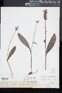 Platanthera clavellata image