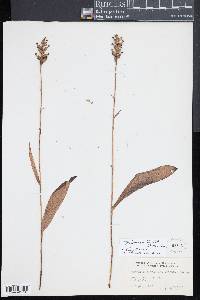 Platanthera clavellata image