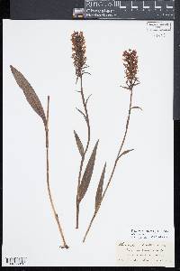 Platanthera cristata image