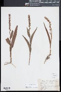 Platanthera flava image