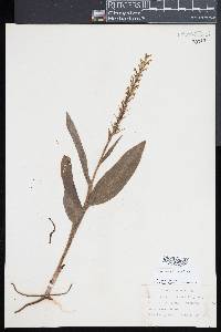 Platanthera flava image