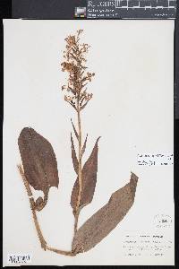 Platanthera grandiflora image