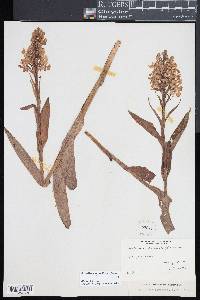 Platanthera grandiflora image